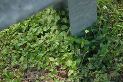 Calyptocarpus vialis