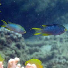 Neopomacentrus nemurus