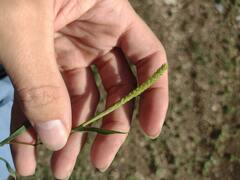 Tragus berteronianus