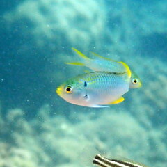 Neopomacentrus nemurus