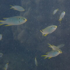 Neopomacentrus nemurus