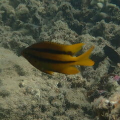 Neoglyphidodon nigroris