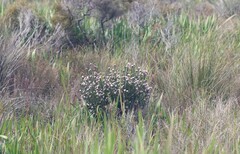 Isopogon buxifolius