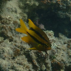 Neoglyphidodon nigroris