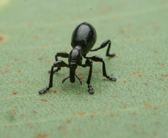 Rhynolaccus formicarius