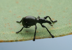 Rhynolaccus formicarius