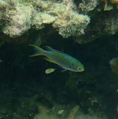 Neopomacentrus nemurus