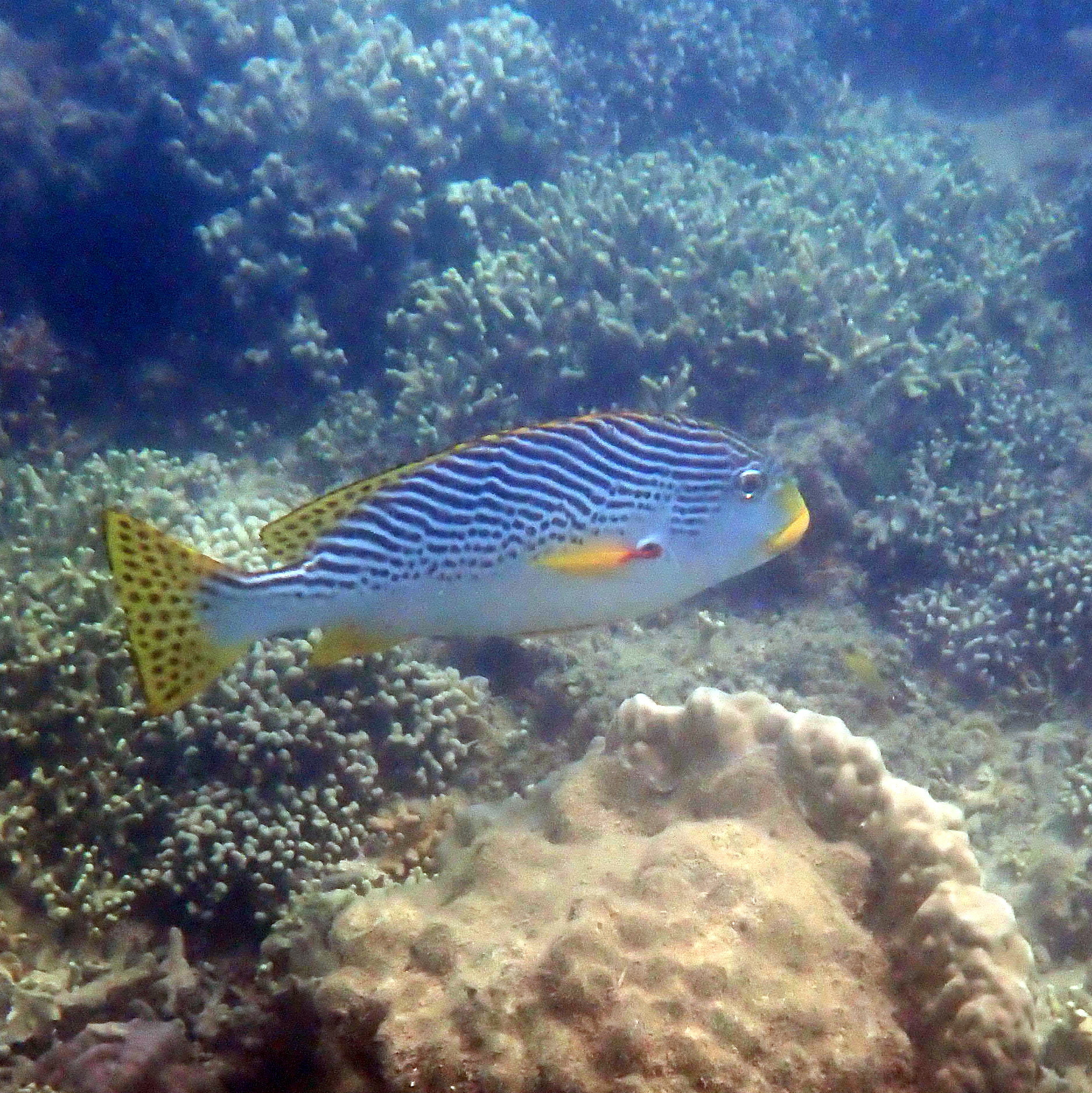 Plectorhinchus lineatus (Linnaeus, 1758)