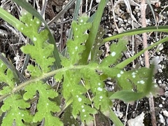 Hydrophylloideae