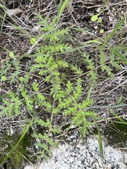 Hydrophylloideae