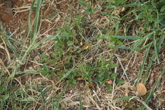 Eragrostis barrelieri