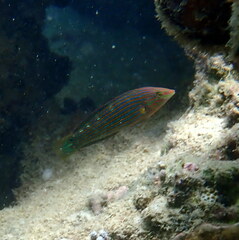 Halichoeres melanurus