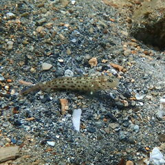 Ctenogobiops aurocingulus