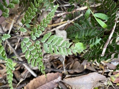 Adiantum fulvum