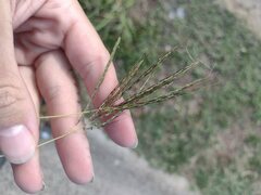 Bothriochloa pertusa