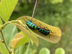 Calidea dregii