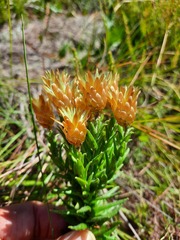 Helichrysum herbaceum