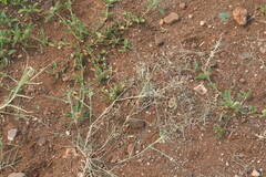 Eragrostis barrelieri