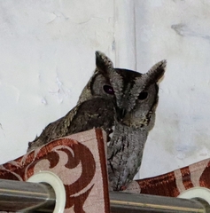 Otus bakkamoena