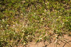 Gomphrena celosioides