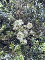 Metrosideros perforata