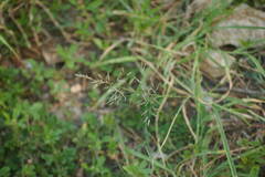 Eragrostis barrelieri