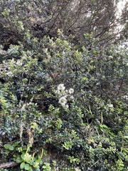 Metrosideros perforata