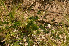 Macroptilium atropurpureum