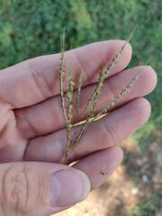 Bothriochloa pertusa