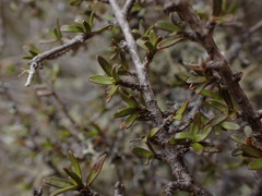 Coprosma decurva