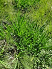 Agapanthus campanulatus