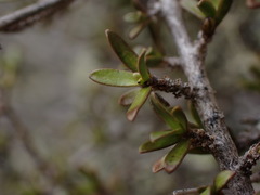 Coprosma decurva