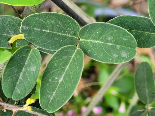 Grona heterocarpos