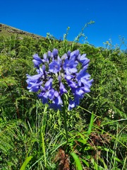 Agapanthus campanulatus
