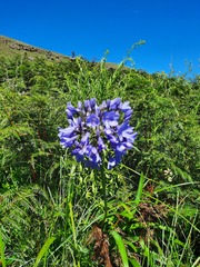 Agapanthus campanulatus