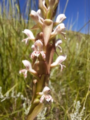 Satyrium cristatum