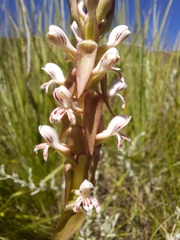 Satyrium cristatum