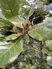 Beilschmiedia tarairi