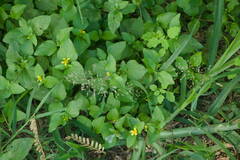 Eragrostis amabilis