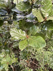 Beilschmiedia tarairi