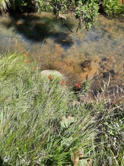 Hesperantha coccinea