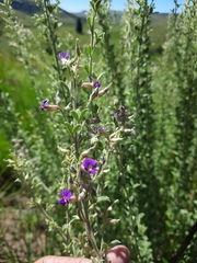 Lotononis lotononoides