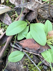 Chiloglottis trapeziformis