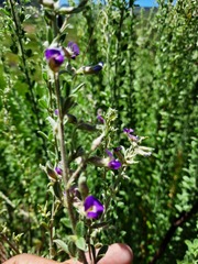 Lotononis lotononoides