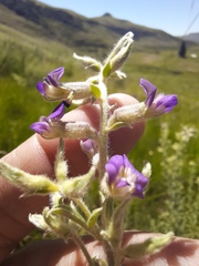 Lotononis lotononoides