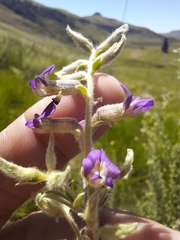 Lotononis lotononoides