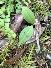 Chiloglottis trapeziformis