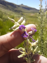 Lotononis lotononoides