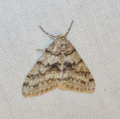 Phigalia denticulata