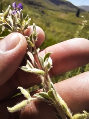 Lotononis lotononoides